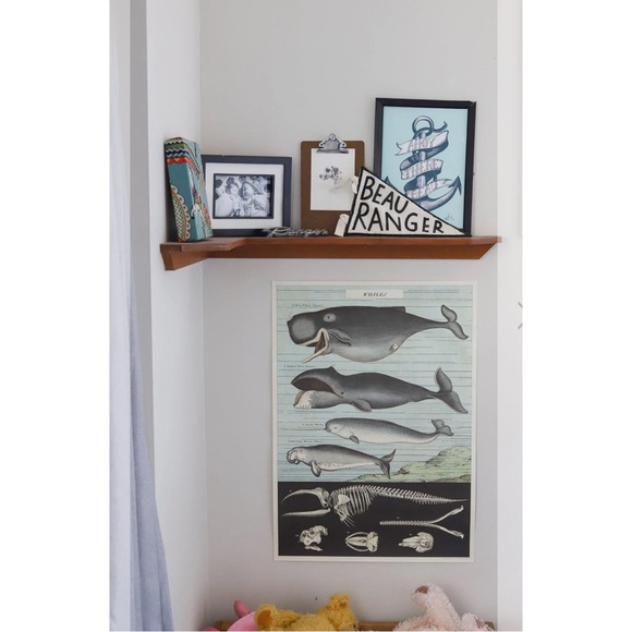 🐋 Cavallini & Co. Whales Vintage Image Chart Poster - NWT - Picture 3 of 8